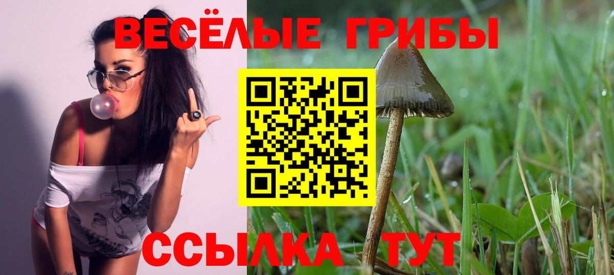 Галлюциногенные грибы Psilocybe  купить   Галлюциногенные грибы мицелий  Вязники  Вход с VPN 